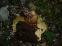 Boletus rhodoxanthus image