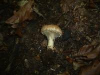 Echinoderma asperum image