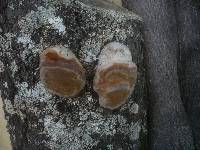 Phellinus pomaceus image