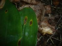 Phyllosticta convallariae image