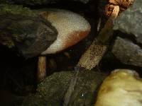 Volvariella bombycina image