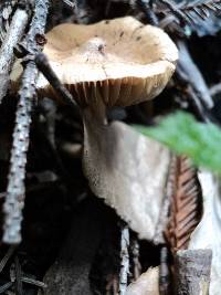 Inocybe kauffmanii image