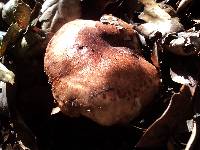 Tricholoma dryophilum image