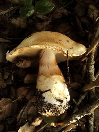 Cortinarius albofragrans image