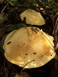 Cortinarius albofragrans image