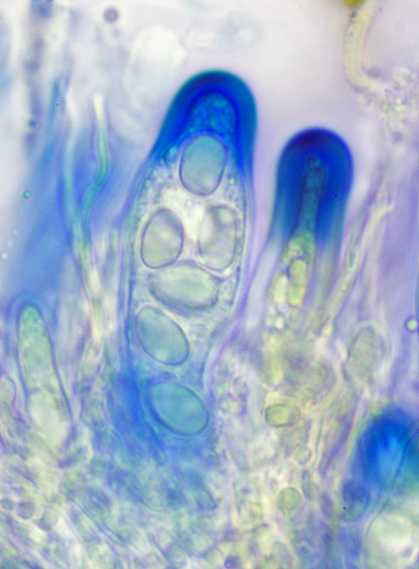 Fuscidea thomsonii image