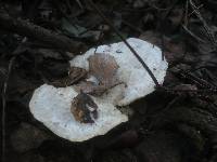 Trametes suaveolens image