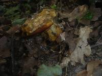 Boletus erythropus image