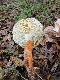 Tricholoma dryophilum image