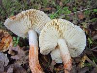 Tricholoma dryophilum image