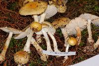 Amanita xylinivolva image