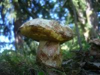 Boletus kluzakii image