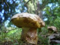 Boletus kluzakii image