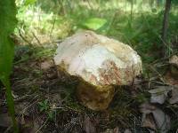 Boletus kluzakii image