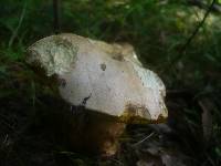 Boletus kluzakii image