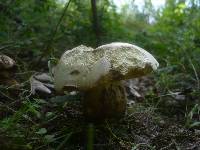 Boletus kluzakii image