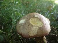 Boletus legaliae image