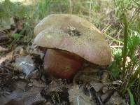 Boletus legaliae image