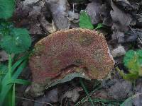 Boletus legaliae image