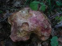 Boletus legaliae image