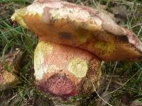 Boletus legaliae image