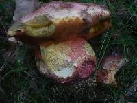 Boletus legaliae image