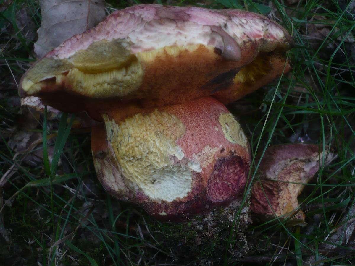 Boletus legaliae image