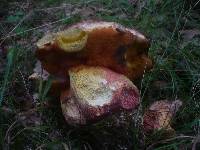 Boletus legaliae image