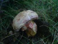 Boletus legaliae image