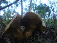 Boletus radicans image