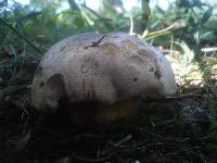 Boletus radicans image