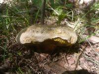 Boletus radicans image