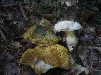 Boletus radicans image