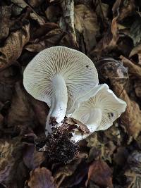 Hygrophorus discoxanthus image