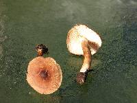 Tricholoma aurantio-olivaceum image
