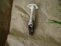 Amanita longipes image