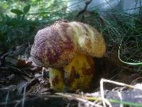 Boletus rhodopurpureus image