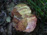 Boletus rhodopurpureus image