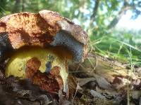 Boletus rhodopurpureus image