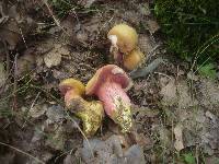 Rubinoboletus rubinus image