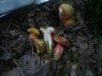 Rubinoboletus rubinus image