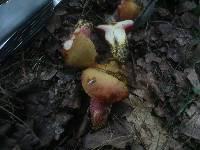 Rubinoboletus rubinus image