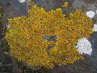 Xanthoria aureola image