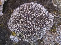 Lecanora campestris image