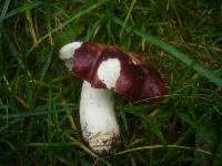 Russula atropurpurea image