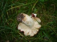 Russula atropurpurea image