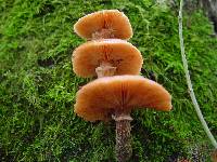 Armillaria gallica image