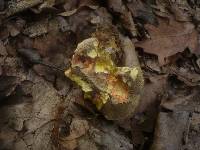 Boletus cisalpinus image