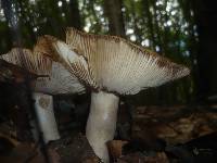 Russula grata image