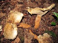 Leucopaxillus albissimus image